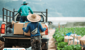 Industri Otomotif RI Terancam, Presiden Diimbau Batalkan Impor 105 Ribu Kendaraan Niaga dari India