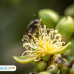 Produksi Kelapa Sawit RI Alami Stagnasi, GAPKI Datangkan Serangga Penyerbuk dari Tanzania