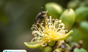 Produksi Kelapa Sawit RI Alami Stagnasi, GAPKI Datangkan Serangga Penyerbuk dari Tanzania