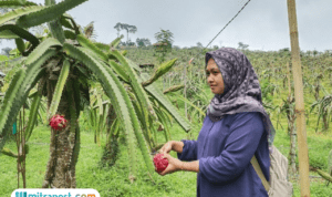 Foto : Tempat Wisata Petik Buah Naga di Jollong Pati. (Sumber. Mitrapost.com/ Ilham)