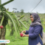 Foto : Tempat Wisata Petik Buah Naga di Jollong Pati. (Sumber. Mitrapost.com/ Ilham)