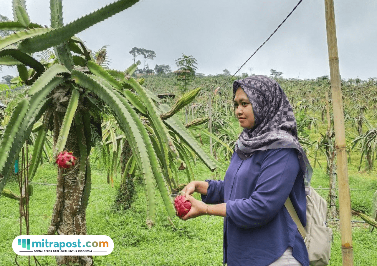 Foto : Tempat Wisata Petik Buah Naga di Jollong Pati. (Sumber. Mitrapost.com/ Ilham) Kunjungan Wisatawan