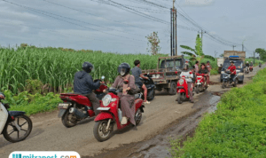 Foto : Jalan rusak antar Kecamatan Tlogowungu-Wedarijaksa tepat Desa Wonorejo ditanami pohon pisang, Sabtu (21/02/2026). (Sumber. Mitrapost.com/ Ilham)