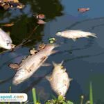 Ilustrasi sungai tercemar/istock