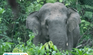 Polisi Bakal Usut Kasus Kematian Gajah Sumatera yang Diduga Korban Perburuan Liar