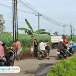 Foto : Warga Wonorejo Kecamatan Tlogowungu Kabupaten Pati tanam pohon pisang di jalan berlubang. (Sumber. Mitrapost.com/ Ilham)