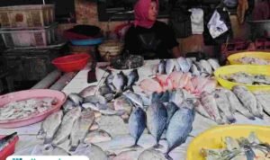Foto : Penjual ikan di Pasar Puri Baru Pati. (Sumber. Mitrapost.com/ Ilham) Foto : Penjual ikan di Pasar Puri Baru Pati. (Sumber. Mitrapost.com/ Ilham)