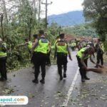Penanganan pohon tumbang di Jalan Kalirejo-Kalongan Ungaran /polres semarang