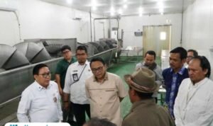 Stok Bibit Ayam di Pati Langka, Pemkab Upayakan Distribusi Jangkau Peternak Mandiri