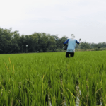 Foto : Seorang petani di Kecamatan Jakenan tengah memberikan pupuk terhadap tanaman padinya. (Sumber. Mitrapost.com/ Ilham)