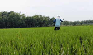 Seorang petani di Kecamatan Jakenan tengah memberikan pupuk terhadap tanaman padinya Foto : Seorang petani di Kecamatan Jakenan tengah memberikan pupuk terhadap tanaman padinya. (Sumber. Mitrapost.com/ Ilham)