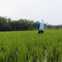 Foto : Seorang petani di Kecamatan Jakenan tengah memberikan pupuk terhadap tanaman padinya. (Sumber. Mitrapost.com/ Ilham)