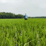 Foto : Seorang petani tengah memberikan pupuk di lahan padinya baru-baru ini. (Sumber. Mitrapost.com/ Ilham)