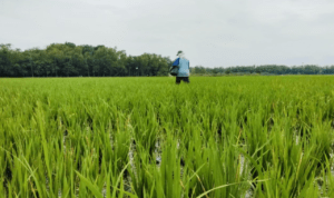 Foto : Seorang petani tengah memberikan pupuk di lahan padinya baru-baru ini. (Sumber. Mitrapost.com/ Ilham)