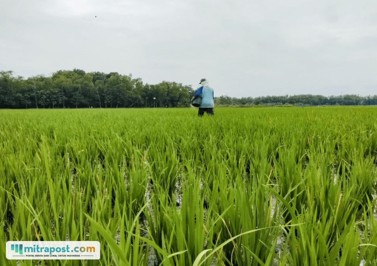 Foto : Seorang petani tengah memberikan pupuk di lahan padinya baru-baru ini. (Sumber. Mitrapost.com/ Ilham)