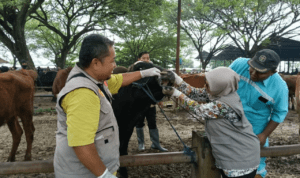Foto : Petugas Dispertan Pati bidang Peternakan melakukan aktivitas vaksin di salah satu pasar belum lama ini. (Dok. Dispertan Kabupaten Pati)