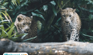 Pantau Pergerakan Macan Tutul yang Turun ke Permukiman, 42 Kamera Trap Dipasang di Gunung Lawu