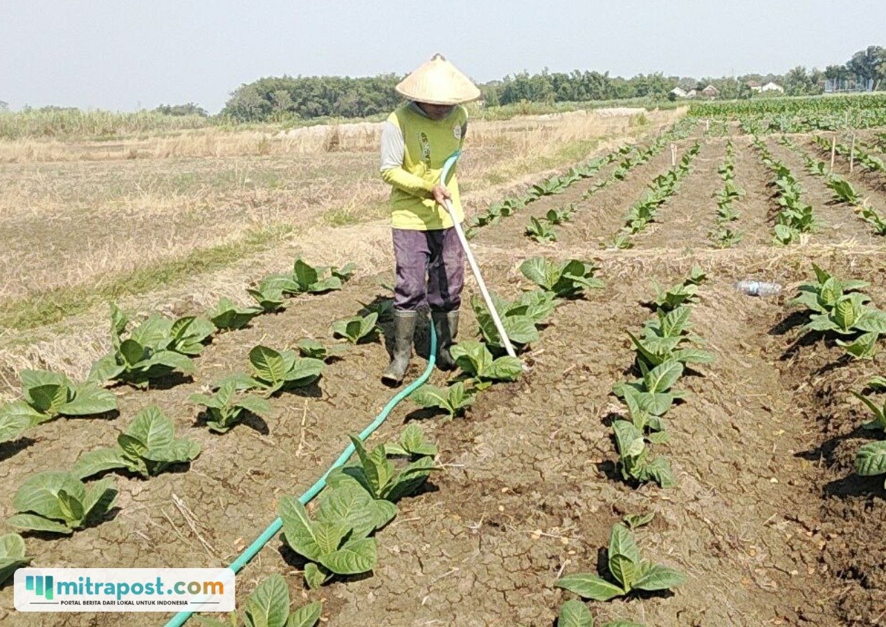 Foto : Petani tembakau di wilayah Pati, belum lama ini. (Sumber. Mitrapost.com/ Ilham)