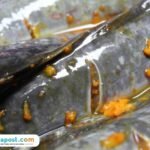 Ilustrasi MBG Ikan Lele/istock