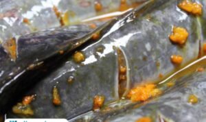 Ilustrasi lele marinasi/istock