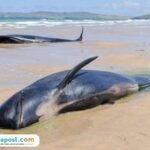 Ilustrasi paus pilot terdampar/istock