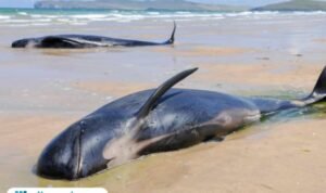 Ilustrasi paus pilot terdampar/istock