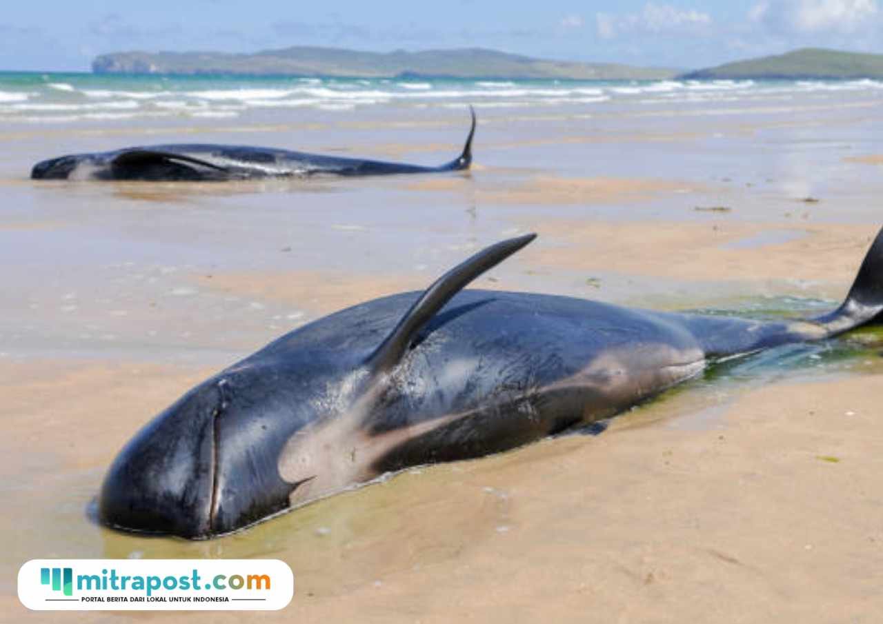 Ilustrasi paus pilot terdampar/istock