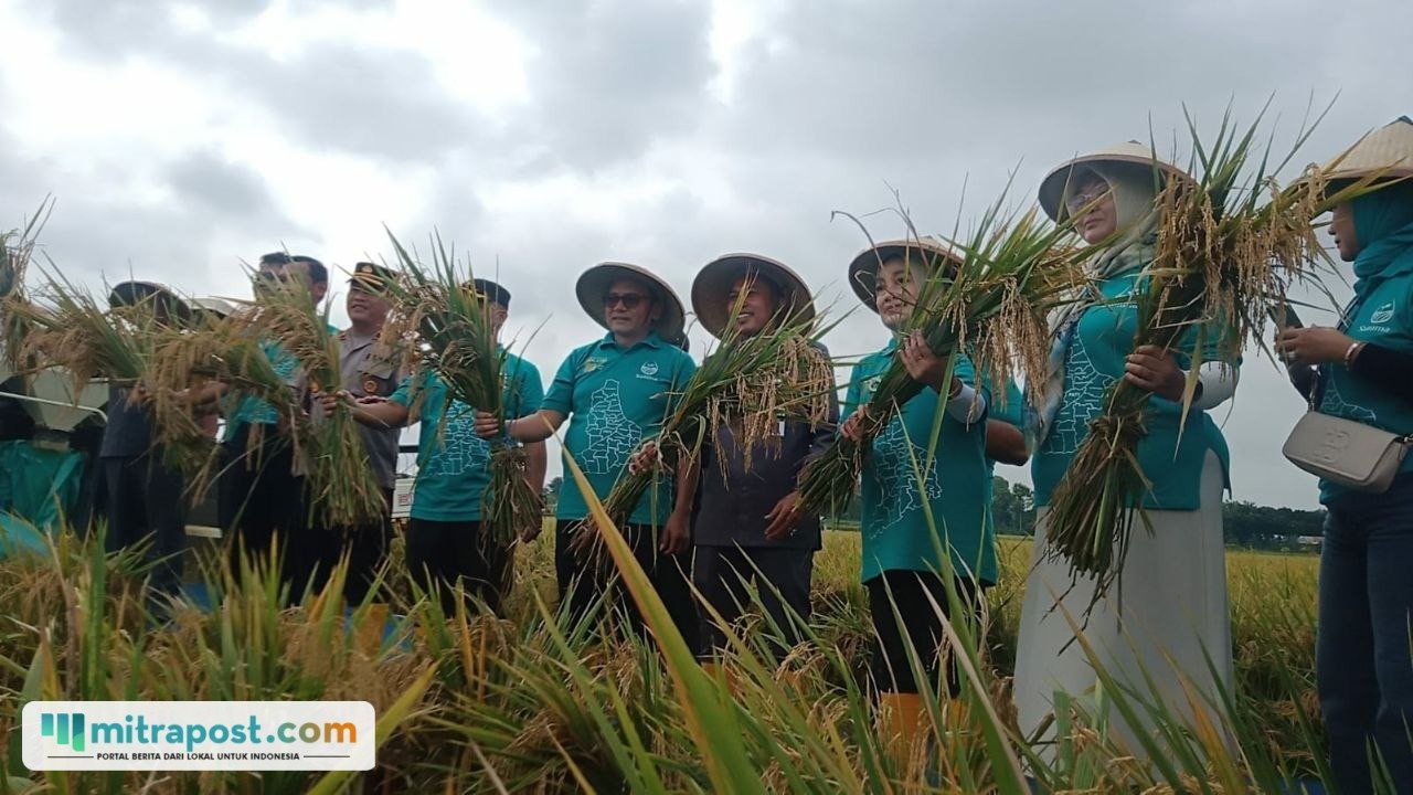 Foto : Plt Bupati Pati, Risma Ardhi Chandra mengikuti panen raya di Kecamatan Gabus , belum lama ini. (Sumber. Mitrapost.com/ Ilham)
