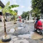 Foto : Kondisi jalan di Desa Kayen Kecamatan Kayen ditanami pisang oleh warga. (Sumber. Mitrapost.com/ Ilham) Foto : Kondisi jalan di Desa Kayen Kecamatan Kayen ditanami pisang oleh warga. (Sumber. Mitrapost.com/ Ilham)