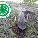 Pendapat MUI Terkait Penguburan Ikan Sapu-Sapu dalam Keadaan Bernyawa