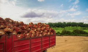 Ilustrasi kelapa sawit Di Tengah Krisis Energi, Presiden Prabowo Sebut Kelapa Sawit Bisa Jadi Bahan Produksi Avtur