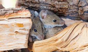 BRIN Peringatkan Potensi Kembalinya Wabah Pes di RI Melalui Gigitan Pinjal dan Tikus