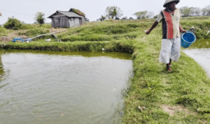 Foto : Petambak ikan di Kecamatan Juwana tengah melihat kondisi tambaknya. (Sumber. Mitrapost.com/ Ilham)