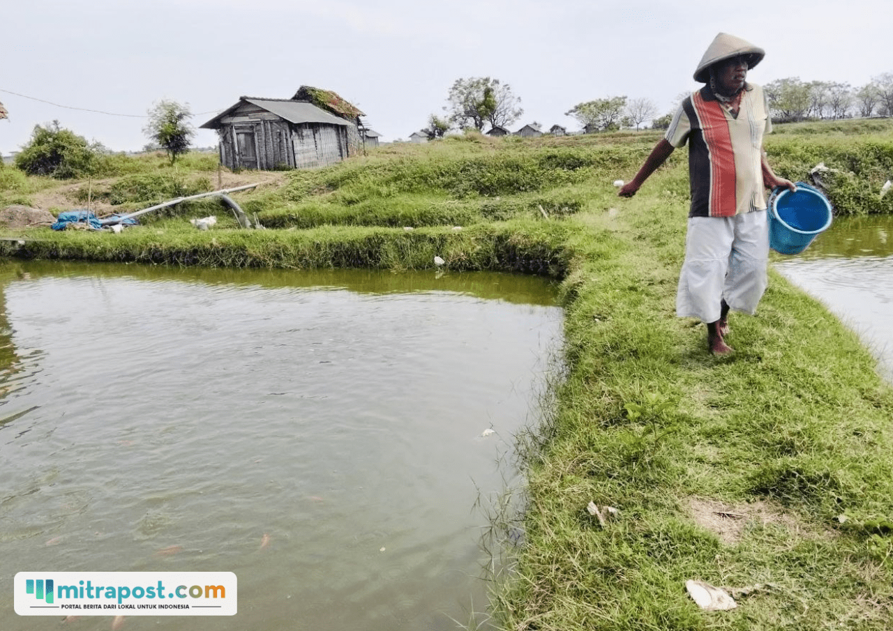 Foto : Petambak ikan di Kecamatan Juwana tengah melihat kondisi tambaknya. (Sumber. Mitrapost.com/ Ilham)