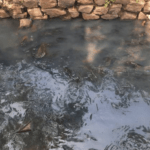 BRIN Ungkap Bahaya Ikan Sapu-Sapu yang Rusak Ekosistem, Pramono Anung Instruksikan Upaya Pengendalian