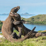 RI Jalin Kesepakatan dengan Jepang untuk Pinjamkan Sepasang Komodo