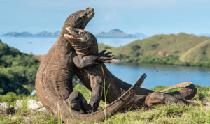RI Jalin Kesepakatan dengan Jepang untuk Pinjamkan Sepasang Komodo