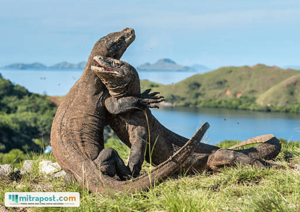RI Jalin Kesepakatan dengan Jepang untuk Pinjamkan Sepasang Komodo