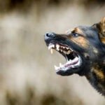 Ilustrasi anjing /istock
