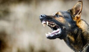 Ilustrasi anjing /istock