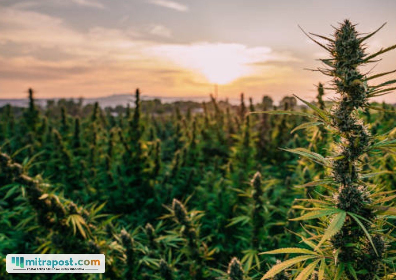 Ada Ladang Ganja Seluas 20 Ha di Sumsel, Milik Jaringan Narkotika Sumatera-Jawa