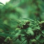 Ratusan Batang Ganja Disita Satgas Cartenz dari Pegunungan Bintang Papua