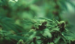 Ratusan Batang Ganja Disita Satgas Cartenz dari Pegunungan Bintang Papua