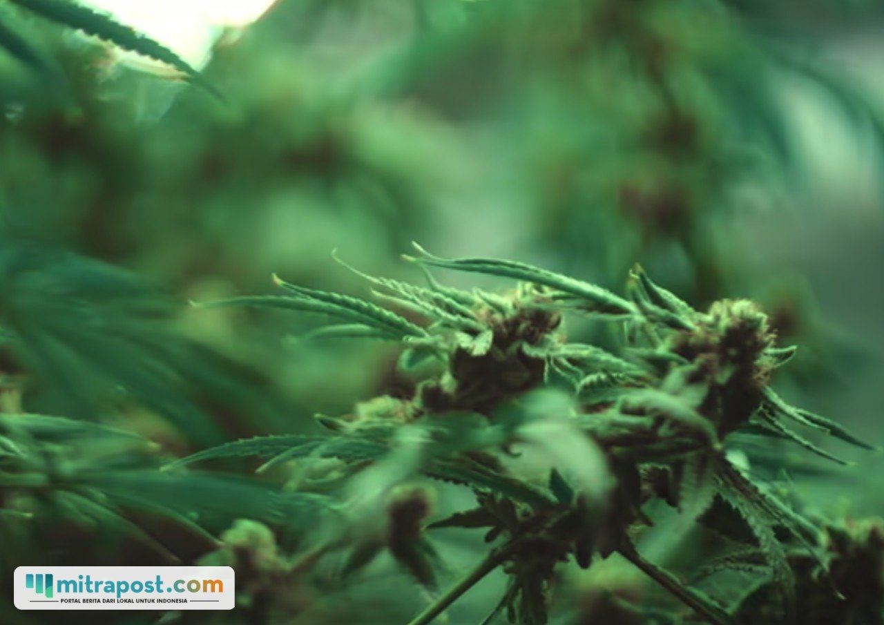 Ratusan Batang Ganja Disita Satgas Cartenz dari Pegunungan Bintang Papua