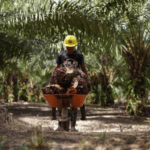 Wamentan Kecam Pencabutan Izin Pabrik Sawit yang Beli ke Petani di Bawah Harga Pemerintah