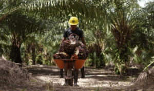 Wamentan Kecam Pencabutan Izin Pabrik Sawit yang Beli ke Petani di Bawah Harga Pemerintah