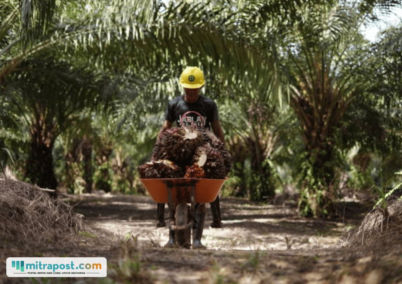 Wamentan Kecam Pencabutan Izin Pabrik Sawit yang Beli ke Petani di Bawah Harga Pemerintah