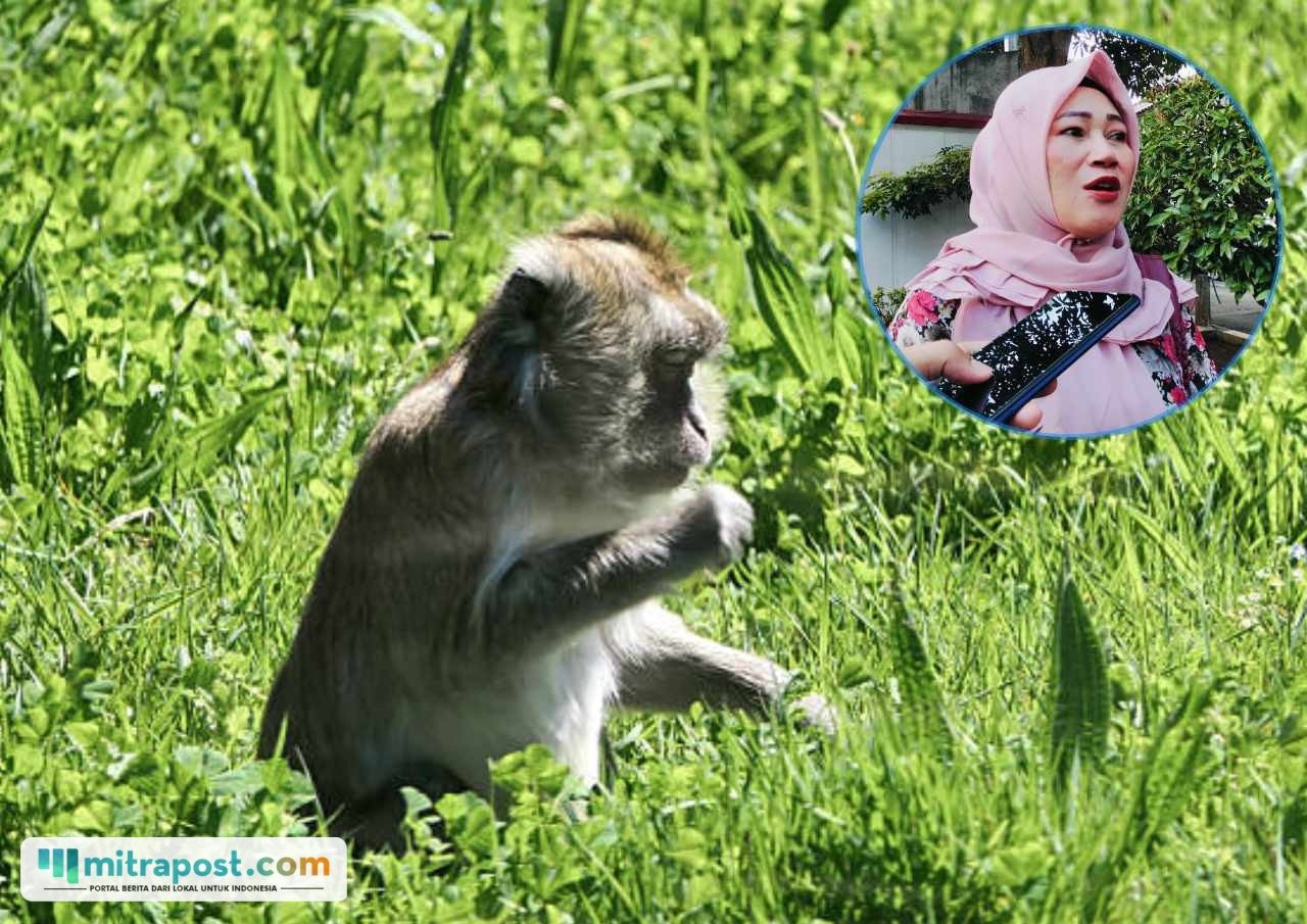 Ilustrasi kera di lahan pertanian/istock DPRD