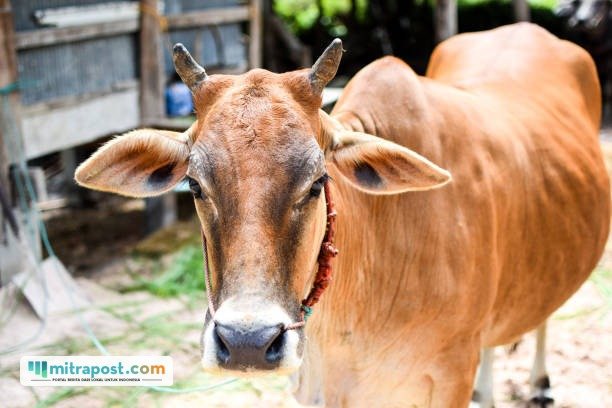 Ilustrasi sapi kurban/istock