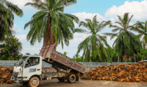 Ilustrasi Mentan Akan Tindak Tegas 300 Perusahaan Sawit yang Belum Naikkan Harga di Tingkat Petani